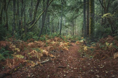 Into The Forest by Louis Ruth canvas print