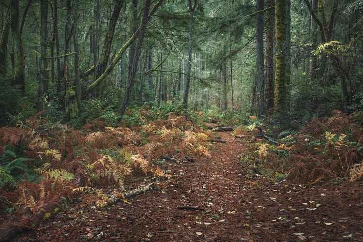 Into The Forest