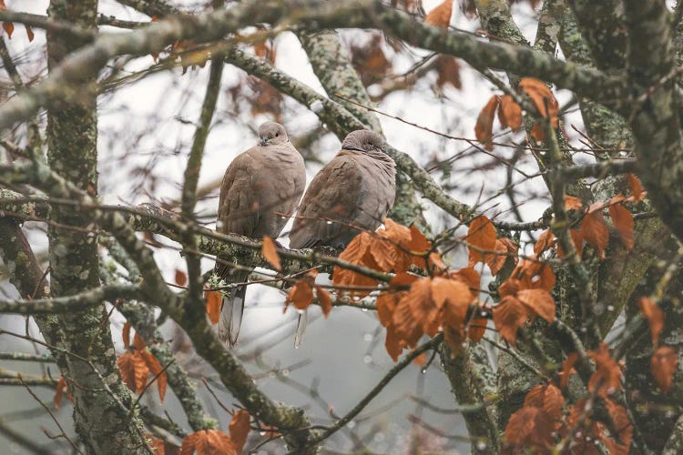 Winter Doves by Louis Ruth wall art