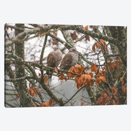 Winter Doves Canvas Print #LRH510} by Louis Ruth Canvas Print