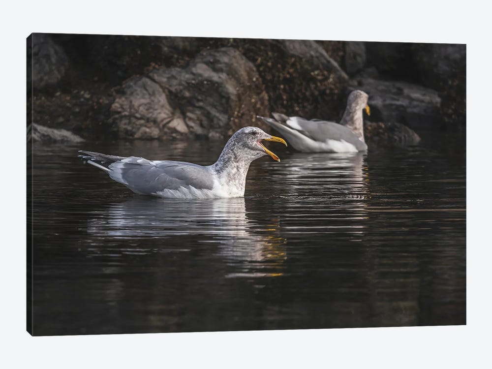 Talking Seagull by Louis Ruth 1-piece Canvas Artwork