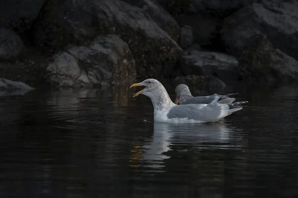 Wading In The Shadows