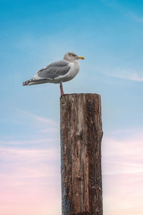 Seagull Look Out by Louis Ruth wall art
