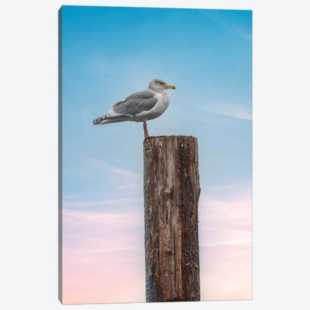 Seagull Look Out Canvas Print #LRH516} by Louis Ruth Canvas Art