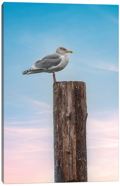 Seagull Look Out Canvas Art Print