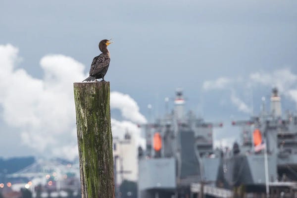 Cormorant Look Out