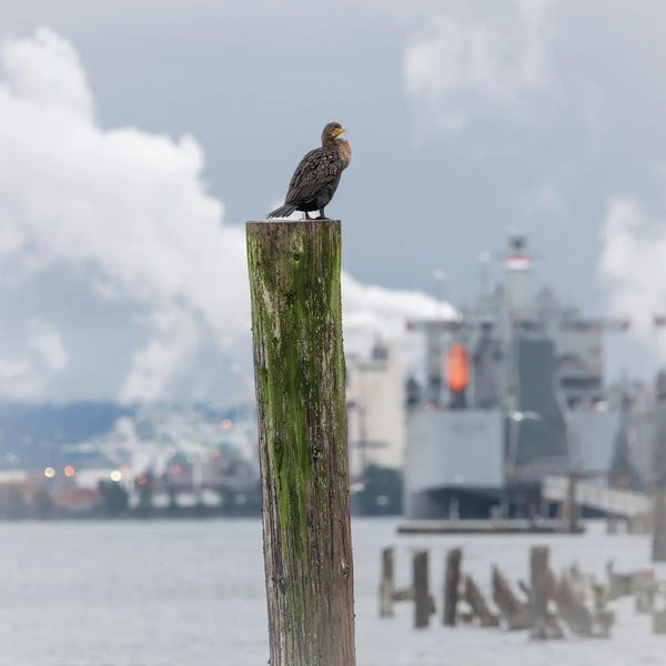 Perched Up High