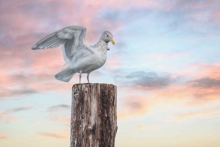 Freedom by Louis Ruth wall art