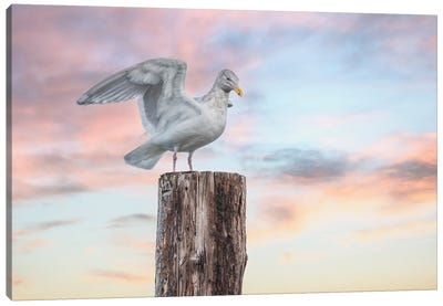 Freedom Canvas Art Print - Gull & Seagull Art