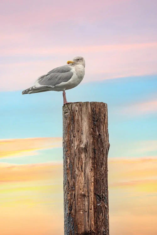 Observation by Louis Ruth wall art