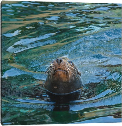 Seal Close Up Canvas Art Print - Otter Art