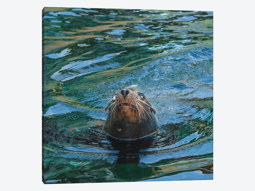 Seal Close Up by Louis Ruth 1-piece Canvas Wall Art