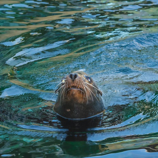 Louis Ruth: Seal Close Up by Louis Ruth