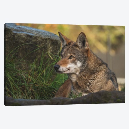 Expressions Canvas Print #LRH523} by Louis Ruth Canvas Art