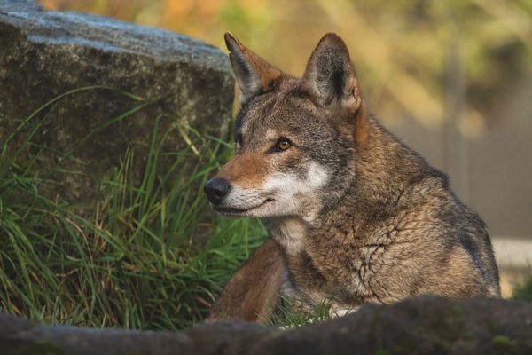 Louis Ruth: Expressions by Louis Ruth