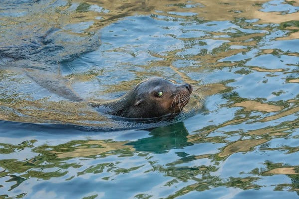 Louis Ruth: Refracted Light by Louis Ruth