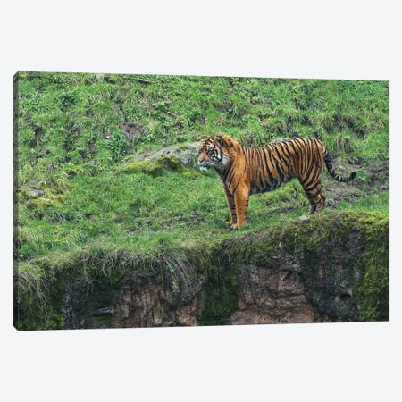 Tiger On The Prowl Canvas Print #LRH527} by Louis Ruth Canvas Print