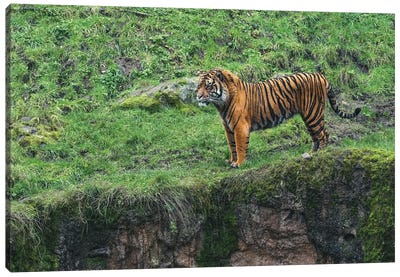 Tiger On The Prowl Canvas Art Print
