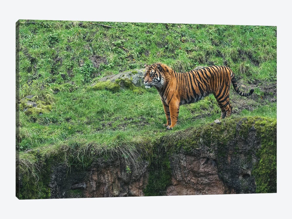 Tiger On The Prowl by Louis Ruth 1-piece Canvas Art Print