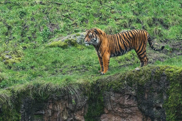 Tiger On The Prowl
