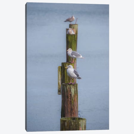Lined Up Gulls Canvas Print #LRH532} by Louis Ruth Art Print