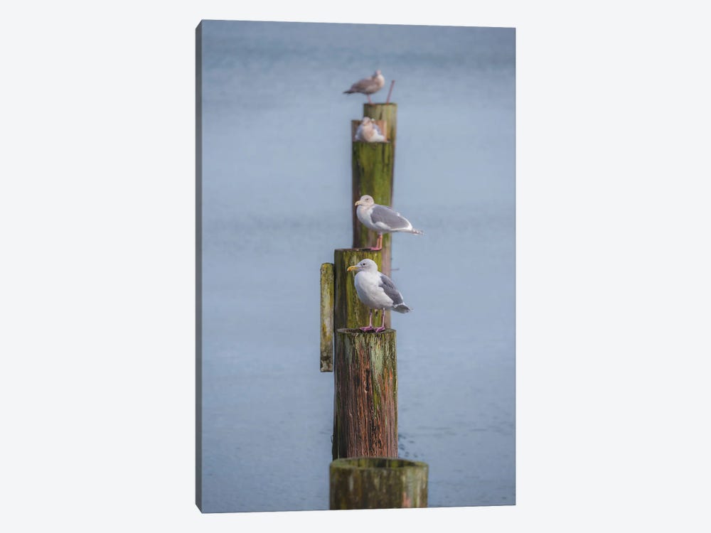 Lined Up Gulls by Louis Ruth 1-piece Canvas Print