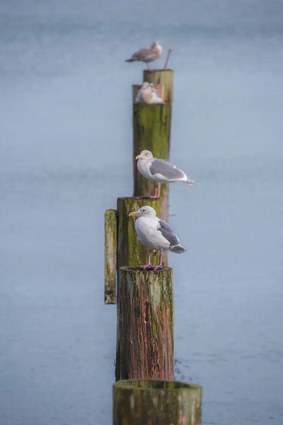 Louis Ruth: Lined Up Gulls by Louis Ruth