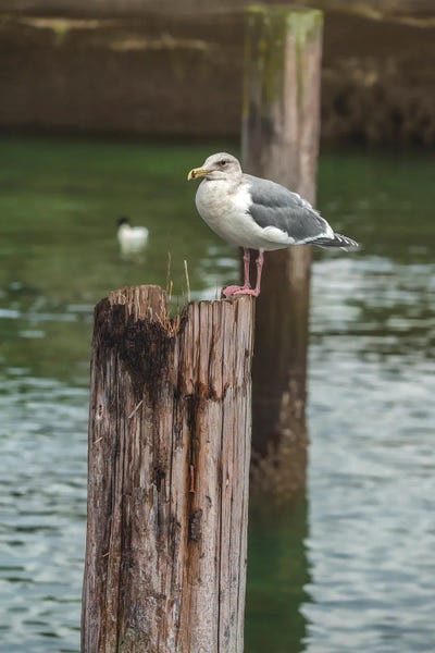 On The Edge by Louis Ruth framed canvas print