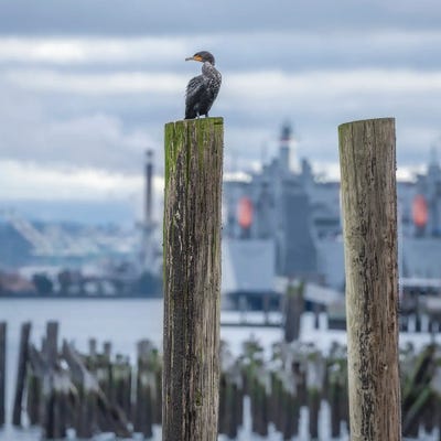 Cormorant Look Out II by Louis Ruth framed canvas print
