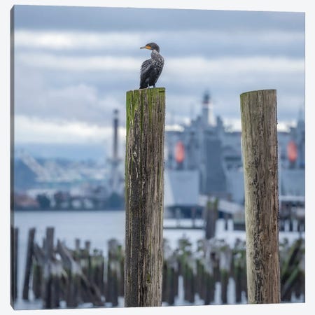 Cormorant Look Out II Canvas Print #LRH534} by Louis Ruth Canvas Art