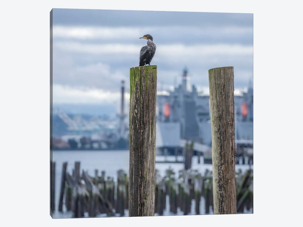 Cormorant Look Out II by Louis Ruth 1-piece Canvas Print