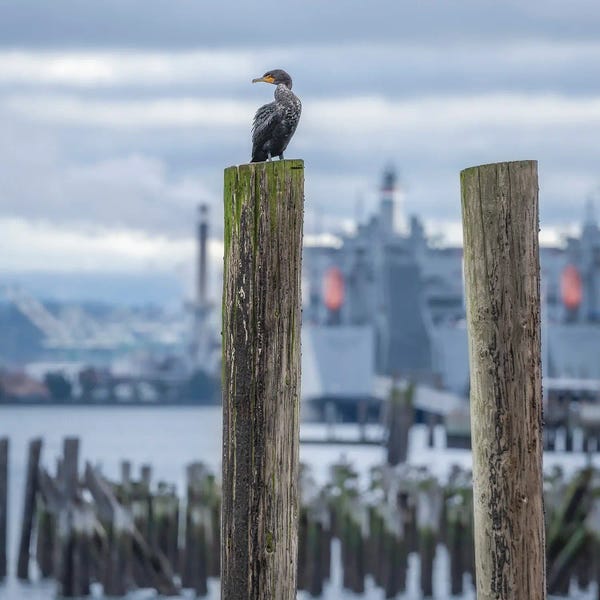 Louis Ruth: Cormorant Look Out II by Louis Ruth