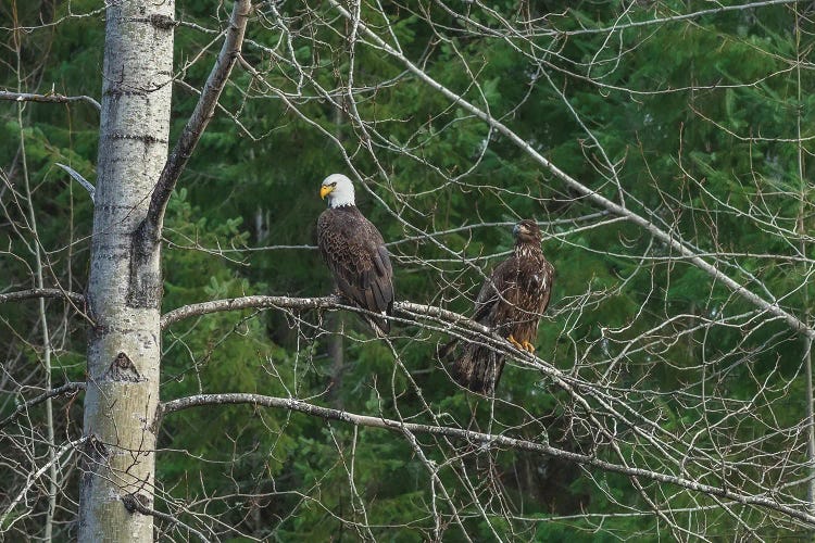 On The Lookout by Louis Ruth wall art