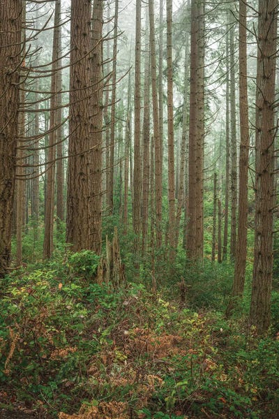 Louis Ruth: A Quiet Note by Louis Ruth