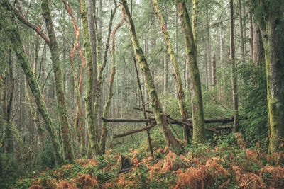Criss Cross by Louis Ruth framed canvas print