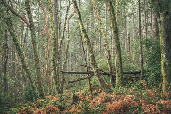 Louis Ruth: Criss Cross by Louis Ruth