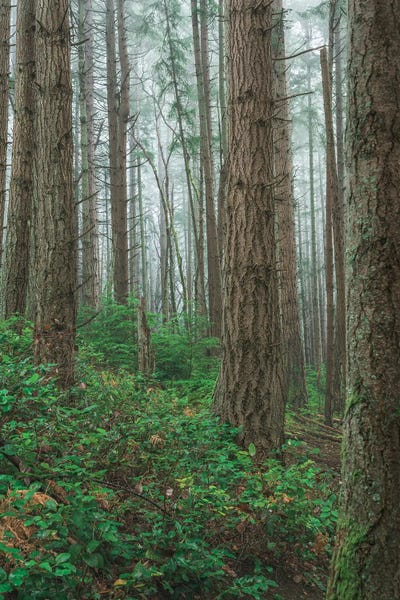 Louis Ruth: As Fog Settles In by Louis Ruth