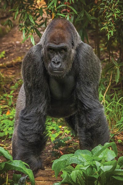 Louis Ruth: Im Ready Are You by Louis Ruth