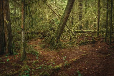 Infinitely Healing by Louis Ruth framed canvas print