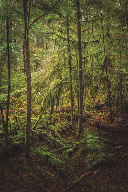 Symphony Of Greens