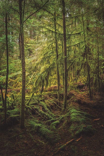 Louis Ruth: Symphony Of Greens by Louis Ruth