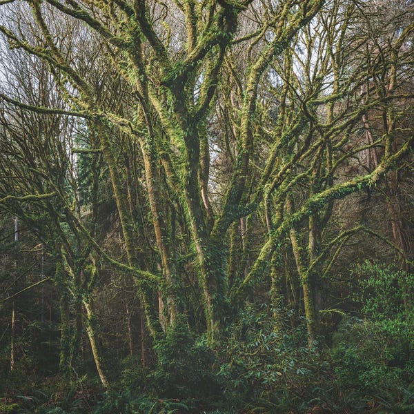 Louis Ruth: Sring Has Sprung by Louis Ruth