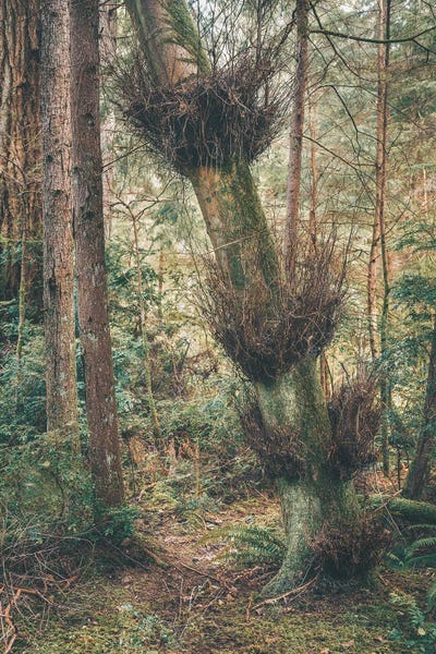 Louis Ruth: Growing Up by Louis Ruth