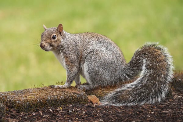 Louis Ruth: The Look by Louis Ruth