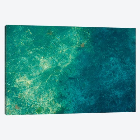 camouflage of minnows Canvas Print #LRH561} by Louis Ruth Canvas Artwork
