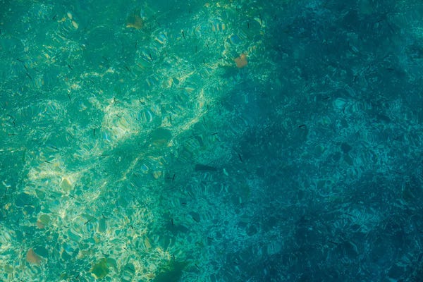 Louis Ruth: camouflage of minnows by Louis Ruth