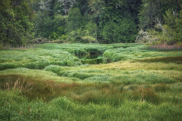 Louis Ruth: Mystical Woodard Creek by Louis Ruth