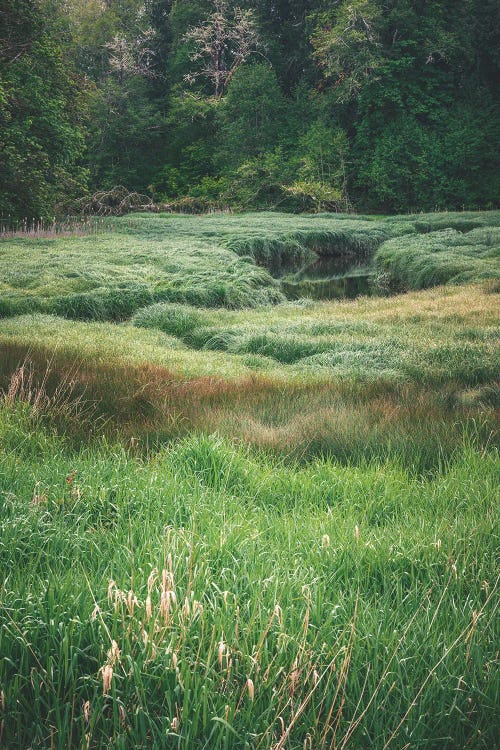 Mystical Creek