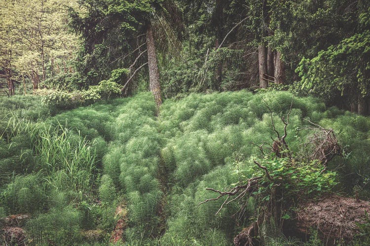 Pillows Of Horsetails