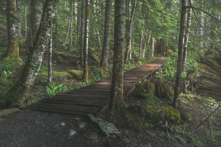 Trail Of The Shadows by Louis Ruth wall art